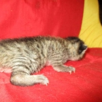 Savannah, F-7B, Brown Spotted Male, DOB 6-8-17