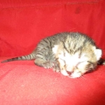 Savannah, F-7B, Brown Spotted Male, DOB 6-8-17