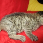 Savannah, F-7B, Brown Spotted Male, DOB 6-8-17