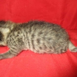 Savannah, F-7B, Brown Spotted Male, DOB 6-8-17