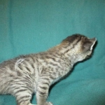 Savannah, F-7B, Brown Spotted Male, DOB 6-8-17