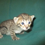 Savannah, F-7B, Brown Spotted Male, DOB 6-8-17