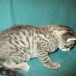 Savannah, F-7B, Brown Spotted Male, DOB 6-8-17