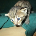 Savannah, F-7B, Brown Spotted Male, DOB 6-8-17