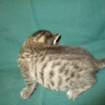 Savannah, F-7B, Brown Spotted Male, DOB 6-8-17