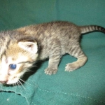 Savannah, F-7B, Brown Spotted Male, DOB 6-8-17