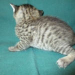 Savannah, F-7B, Brown Spotted Male, DOB 6-8-17