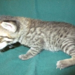 Savannah, F-7B, Brown Spotted Male, DOB 6-8-17