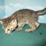 Savannah, F-7B, Brown Spotted Male, DOB 6-8-17