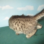 Savannah, F-7B, Brown Spotted Male, DOB 6-8-17