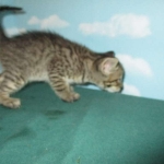 Savannah, F-7B, Brown Spotted Male, DOB 6-8-17