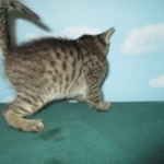 Savannah, F-7B, Brown Spotted Male, DOB 6-8-17