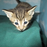 Savannah, F-7B, Brown Spotted Male, DOB 6-8-17