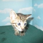 Savannah, F-7B, Brown Spotted Male, DOB 6-8-17