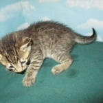 Savannah, F-7B, Brown Spotted Male, DOB 6-8-17