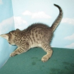 Savannah, F-7B, Brown Spotted Male, DOB 6-8-17