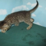 Savannah, F-7B, Brown Spotted Male, DOB 6-8-17