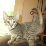 Savannah, F-7B, Brown Spotted Male, DOB 6-8-17