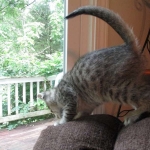 Savannah, F-7B, Brown Spotted Male, DOB 6-8-17