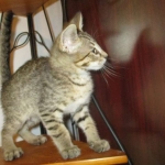 Savannah, F-7B, Brown Spotted Male, DOB 6-8-17