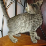 Savannah, F-7B, Brown Spotted Male, DOB 6-8-17