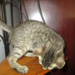 Savannah, F-7B, Brown Spotted Male, DOB 6-8-17