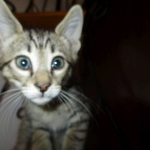 Savannah, F-7B, Brown Spotted Male, DOB 6-8-17