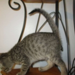 Savannah, F-7B, Brown Spotted Male, DOB 6-8-17