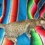 Savannah, F-7B, Brown Spotted Male, DOB 6-8-17