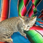 Savannah, F-7B, Brown Spotted Male, DOB 6-8-17