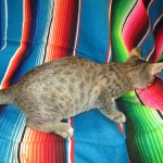 Savannah, F-7B, Brown Spotted Male, DOB 6-8-17