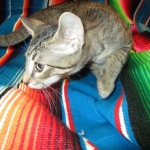 Savannah, F-7B, Brown Spotted Male, DOB 6-8-17