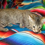 Savannah, F-7B, Brown Spotted Male, DOB 6-8-17