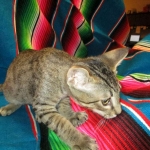 Savannah, F-7B, Brown Spotted Male, DOB 6-8-17