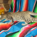 Savannah, F-7B, Brown Spotted Male, DOB 6-8-17