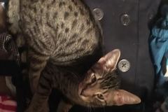 Arlo, Savannah F-7B Brown (Black) Spotted Male DOB 7-27-16