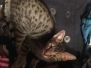 Arlo, Savannah F-7B Brown (Black) Spotted Male DOB 7-27-16