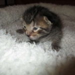 Savannah, F-7B, BST, Male, DOB 7-27-16