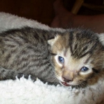 Savannah, F-7B, BST, Male, DOB 7-27-16