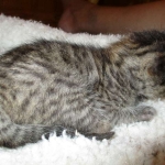 Savannah, F-7B, BST, Male, DOB 7-27-16