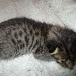 Savannah, F-7B, BST, Male, DOB 7-27-16