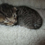 Savannah, F-7B, BST, Male, DOB 7-27-16