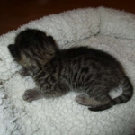 Savannah, F-7B, BST, Male, DOB 7-27-16