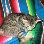 Savannah, F-7B, BST, Male, DOB 7-27-16