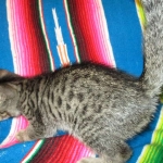 Savannah, F-7B, BST, Male, DOB 7-27-16