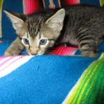 Savannah, F-7B, BST, Male, DOB 7-27-16