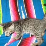 Savannah, F-7B, BST, Male, DOB 7-27-16