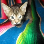 Savannah, F-7B, BST, Male, DOB 7-27-16