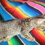 Savannah, F-7B, BST, Male, DOB 7-27-16