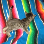 Savannah, F-7B, BST, Male, DOB 7-27-16